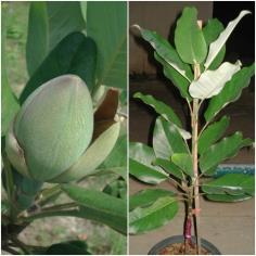 มณฑาสวรรค์ Magnolia delavayi