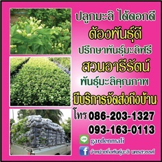 พันธุ์มะลิ(ต้นมะลิ) สวนอารีรัตน์ มีบริการจัดส่งถึงบ้าน