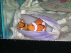 ขาย ปลาการ์ตูน ส้มขาว ผสม เพอร์คูล่า จากการเพาะพันธุ์ : Nemo