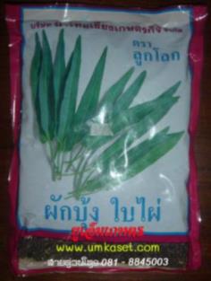 ผักบุ้งใบไผ่ พันธ์ไผ่เขียว