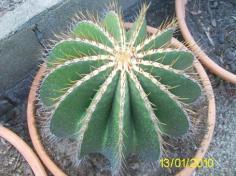 Ferocactus schwarzii