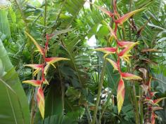 Heliconia chartacea x platystachys Temptress