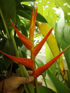 Heliconia lathispatha X Bihai Fat lat