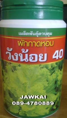 ผักกาดหอม วังน้อย40 เสือดาว