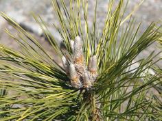 Pinus thunbergii (Japanese black pine)