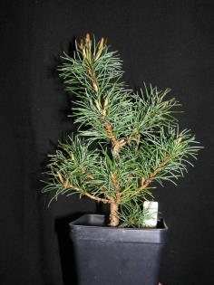 Pinus parviflora (Japanese white pine)