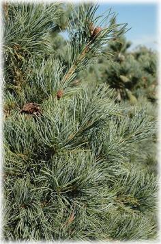 Pinus parviflora (Japanese blue pine)