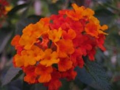 ผกากรอง