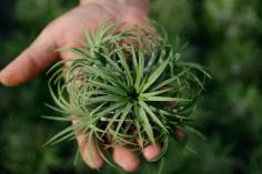 Tillandsia ionantha