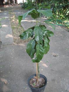 ลูกผสมยี่หุบ กับมณฑาดอย