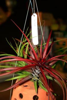 Tillandsia brahycalos