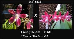 กล้วยไม้ขวด Phal.speciosa  x sib &quot;Red x Torfan&quot;