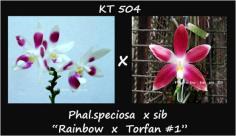 กล้วยไม้ขวด Phal.speciosa  x sib &quot;Rainbow x Torfan 1&quot;