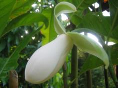 มณฑานพรัตน์