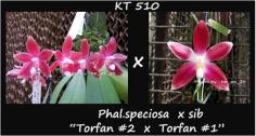 กล้วยไม้ขวด Phal.speciosa x sib &quot;Torfan-2 x Torfan-1&quot;