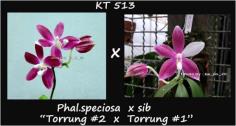 กล้วยไม้ขวดPhal.speciosa  x sib &quot;Torrung -2 x Torrung -1&quot;