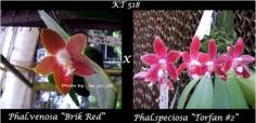 กล้วยไม้ขวดPhal.venosa &quot;Brik Red&quot; x Phal.speciosa&quot;Torfan -2&quot;