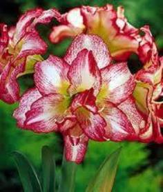 ว่านสี่ทิศ ดับเบิ้ล เรคคอร์ด (Amaryllis Double Record