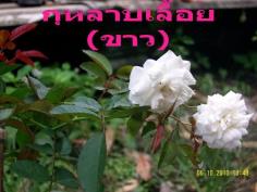 กุหลาบเลึ้อย (ขาว)