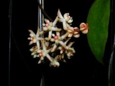 Hoya padangensis