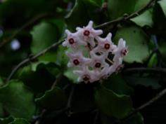 Hoya kanyakumariana