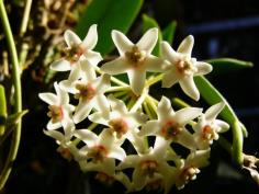 Hoya australis rupicola