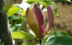 Magnolia x Brooklynensis ลูกผสม Magnolia 