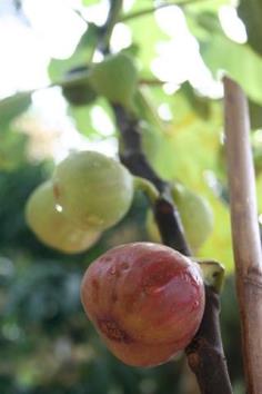 มะเดื่อญี่ปุ่น(FIGS)