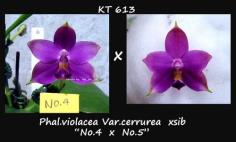 กล้วยไม้ขวด Phal.violacea Var. cerurea &quot;Dark Bule&quot; xsib 