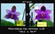 กล้วยไม้ขวด Phal.violacea Var.cerurea &quot;Dark Blue&quot; x sib 