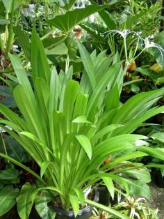 กวักแม่ทองใบ  ต้นใบเตย (เศรษฐีนันทวิศาล)