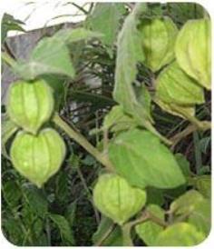 โทงเทงฝรั่ง (cape gooseberry)