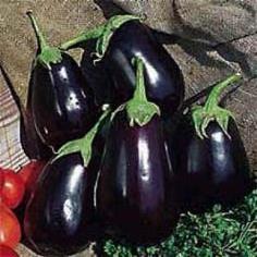 มะเขือดำ Black Beauty eggplant