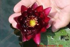Red of waterlily