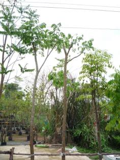 จามจุรี