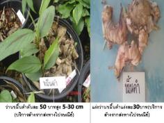 ขมิ้นดำ (บริการส่งทางไปรษณีย์)