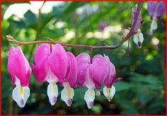 Bleeding Hearts-ต้นหัวใจสีชมพู