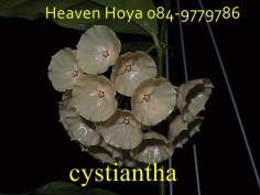 Hoya  cystiantha 