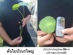 บัวบกใหญ่ (บริการส่งทางไปรษณีย์)