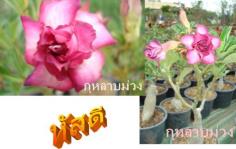 กุหลาบม่วง