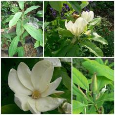 Magnolia x thompsoniana 