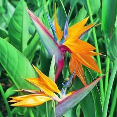 bird_of_paradise