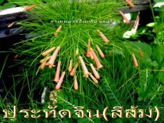 ประทัดเศรษฐี(สีส้ม),ประทัดจีน(ส้ม)