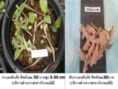 ว่านอรหันต์8ทิศ (บริการส่งทางไปรษณีย