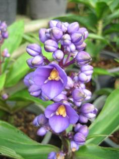 ขิงม่วง หรือ Blue Ginger