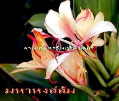 มหาหงส์ส้ม(หอมสวยแปลกตา)