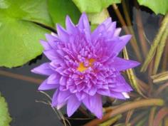 King Of Siam (Waterlily)