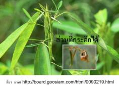 ช้อยนางรำ เชิญชมวีดีโอ การขยับของใบ