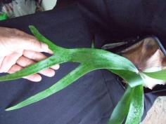Platycerium veitchii cv. Green Form
