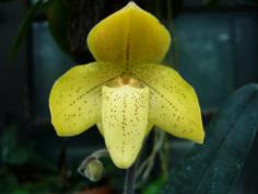 รองเท้านารีเหลืองกาญจน์ Paph.concolor 